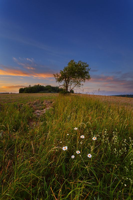 вечер, закат, ромашки, дерево, поле, красивый закат Вечер с ромашкамиphoto preview