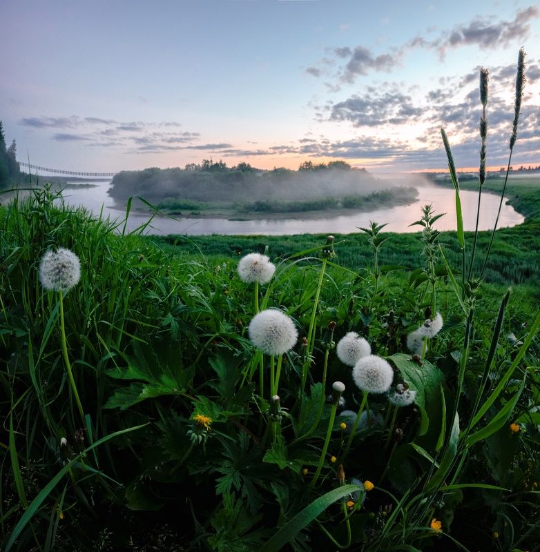 белые ночи, одуванчики, пейзаж, река белые ночи и одуванчикиphoto preview