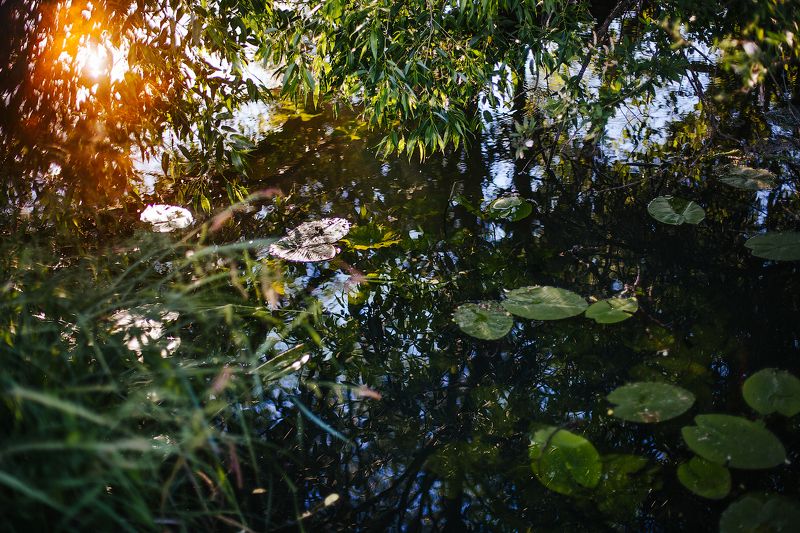 природа,пейзаж,река,утро,свет,лето ...photo preview