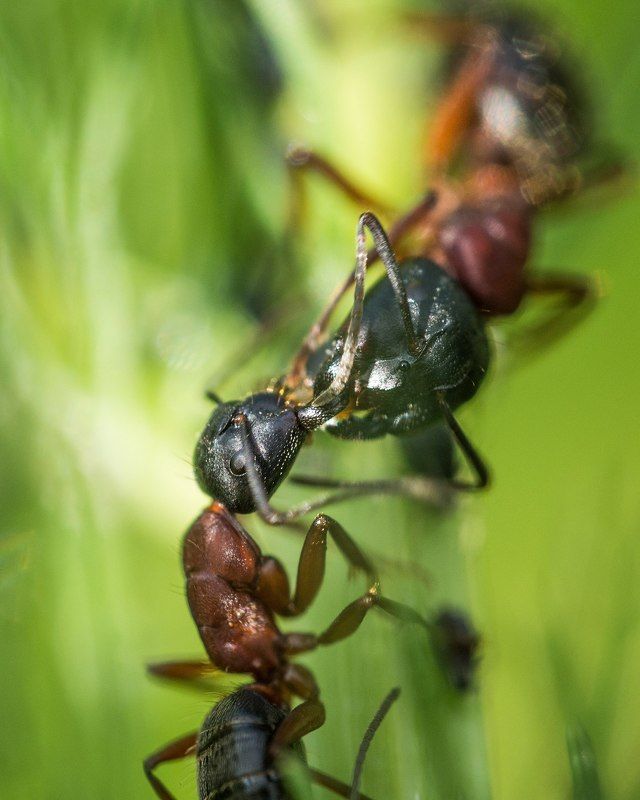 Поел сам, поделись с другомphoto preview