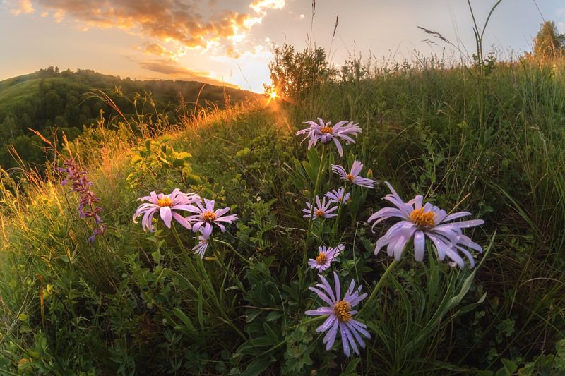 #цветы #астры #солнце #закат #вечер #пейзаж #лучи #природа #заповедник #лето #луг #холмы #ханхара #тигирекскийзаповедник #алтай #алтайскийкрай #nature #flowers #sun #sunlight #sunset #asters #hills #landscape #summer #evening #reserve #meadow #altai #tigi Одиннадцать звёздphoto preview