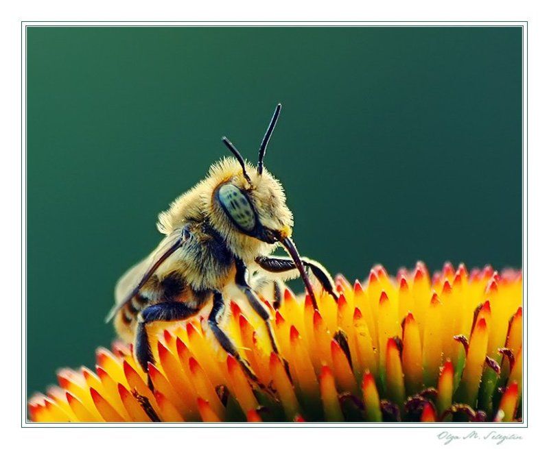 .... фото превью