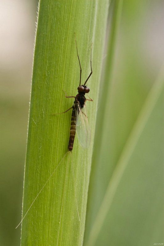 подёнки, eintagsfliegen, mayfly, ephemeroptera Подёнки - вся жизнь за один день...photo preview
