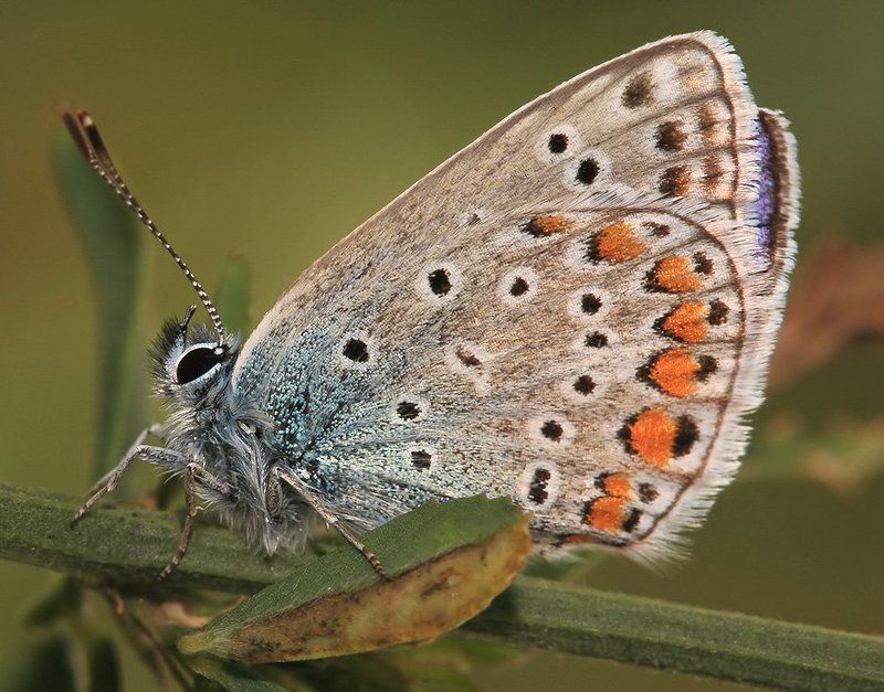 лето, трава, бабочка, голубянка Любимая, я тебя поведу к самому краю вселенной. фото превью