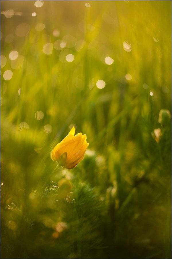 ***. Автор: KIZILL , KIZILL