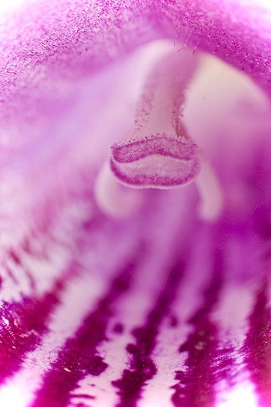 про цветаphoto preview