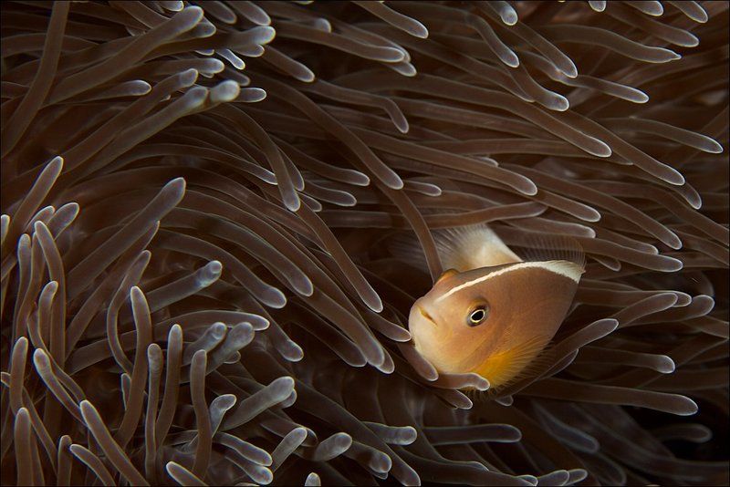 underwater, coral, clown, anemone, fish Clownphoto preview