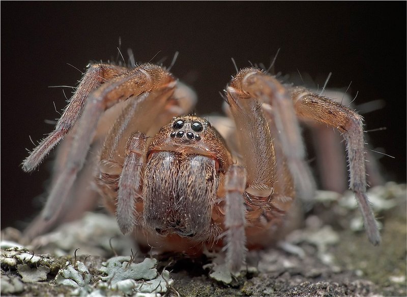 макро,паук, Эти глаза напротив.photo preview