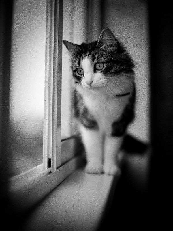 кот Один домаphoto preview