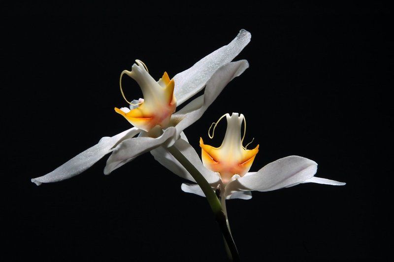 - Маска, я тебя знаю!photo preview