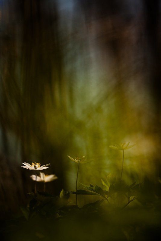 ветреничка дубравная, весна, цвет под пологом весеннего лесаphoto preview