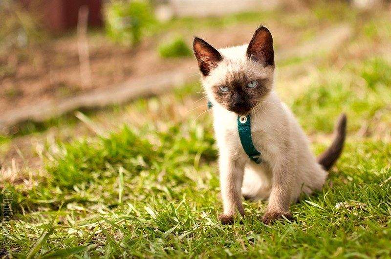 фотограф в ярославле, рыбинске ***photo preview