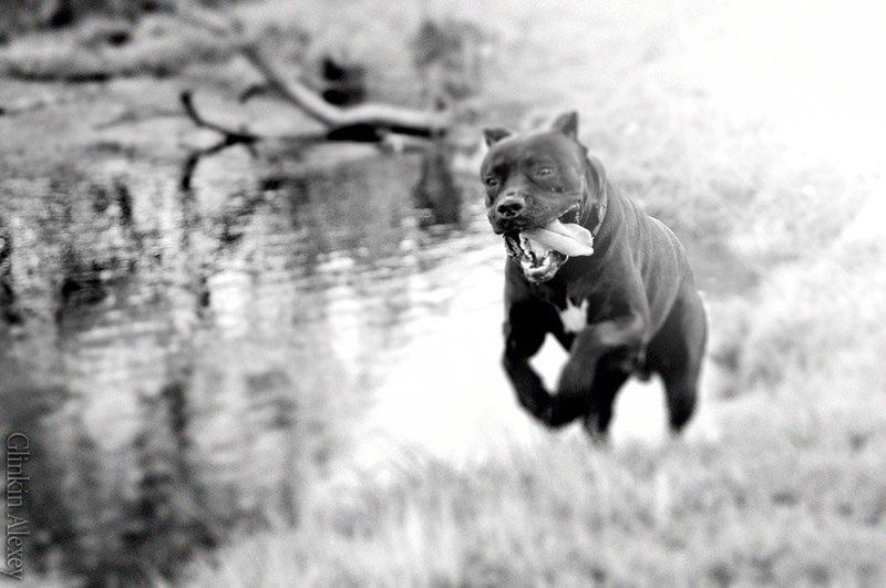 фотограф в ярославле, рыбинске ***photo preview