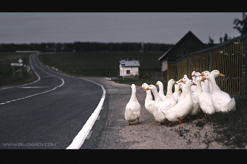гуси, утки, беларусь, деревня В ожидании автобусаphoto preview