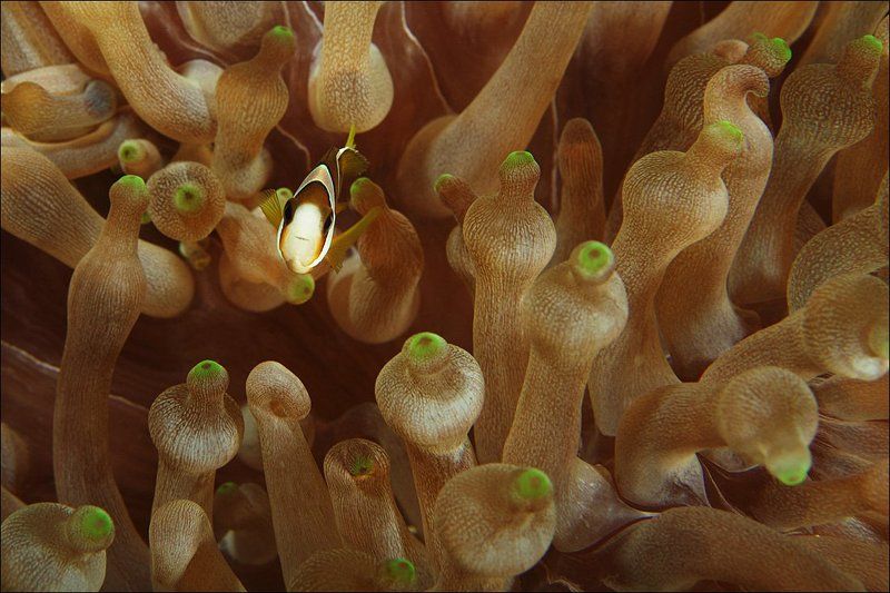 sipadan, anemone, fish, clown, underwater Малява — неизданноеphoto preview