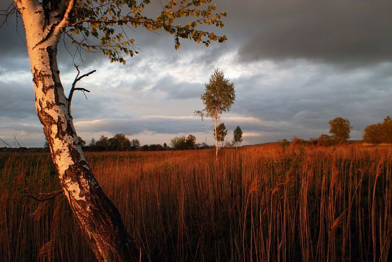 закат, березы банальный закат фото превью