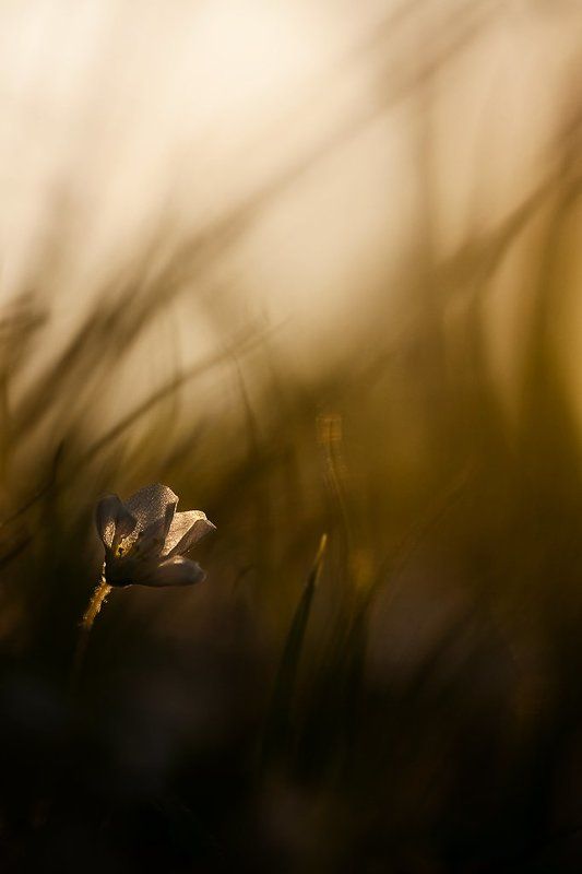 кислица, вечер кисличный вечерphoto preview