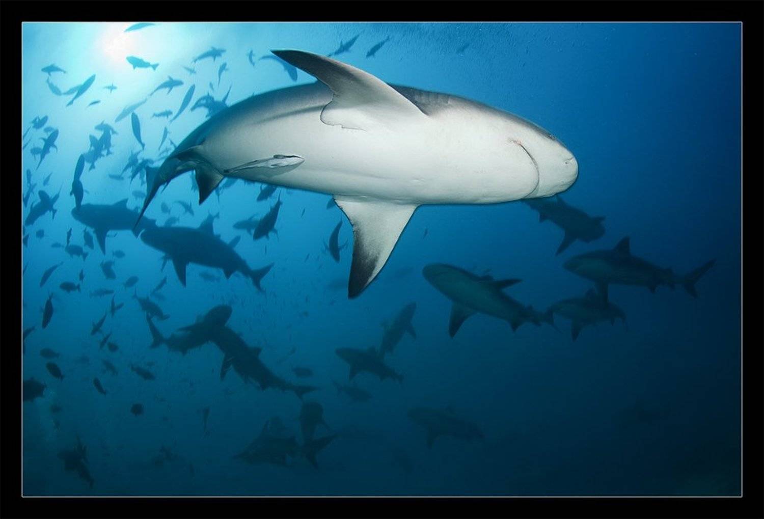 fiji,bad,shark,whirpool,horde,акула, арена, Нарчук Андрей