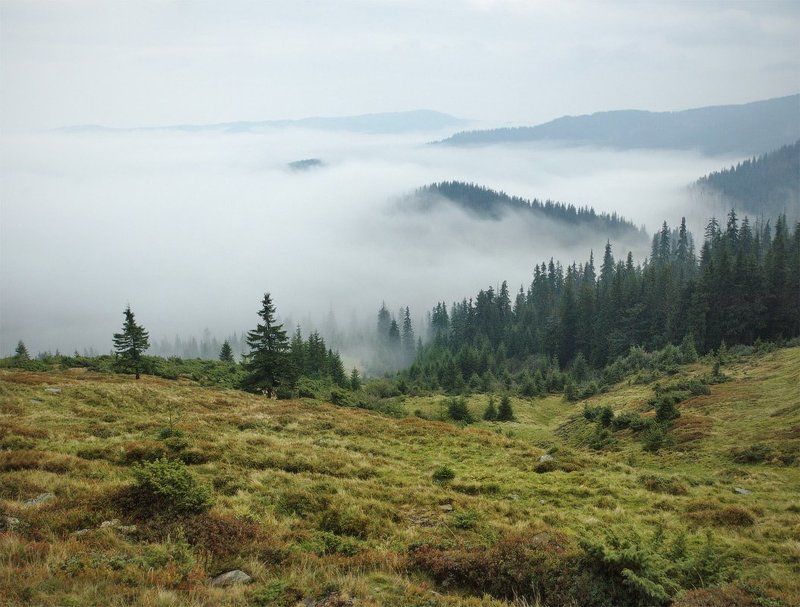 карпаты, природа, пейзаж, , лес, горы, панорама у белого моряphoto preview