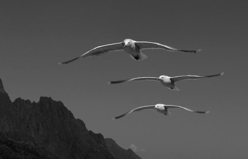 Птицыphoto preview