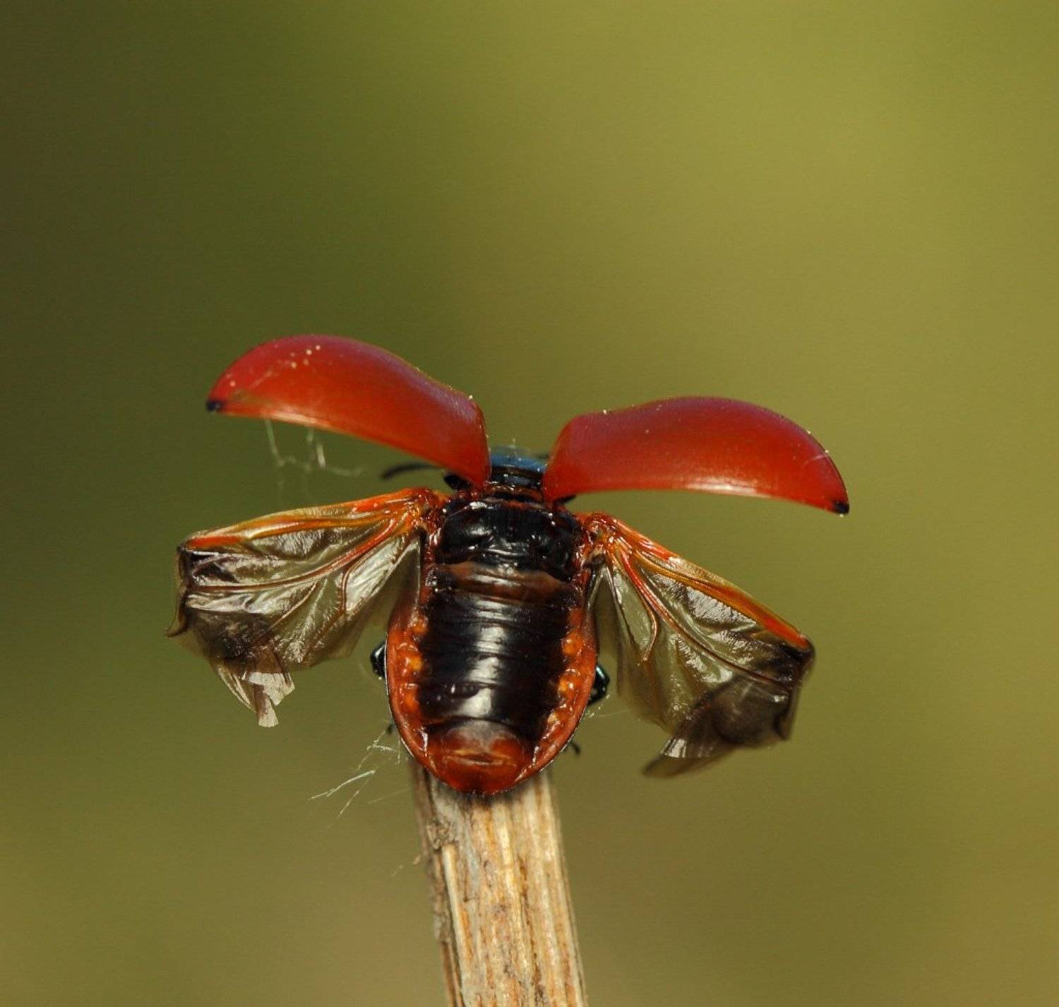 листоед, тополевый, Сергей Таланов
