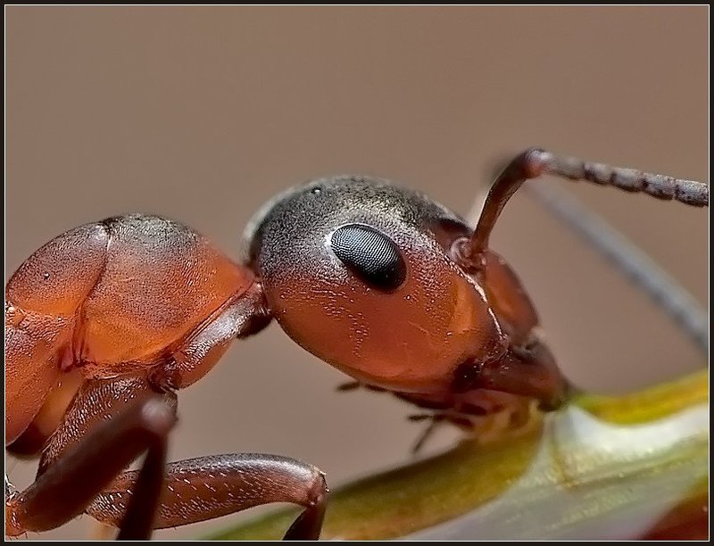 макро,муравей,насекомые, Жажда.photo preview
