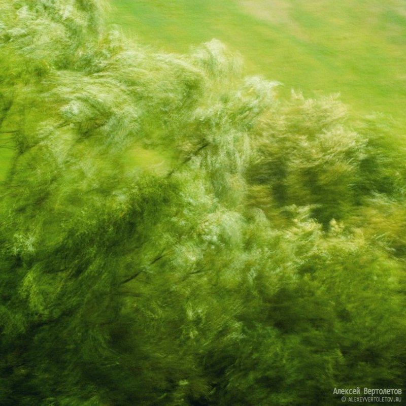 природа, листва, алексей вертолетов Лукоморьеphoto preview