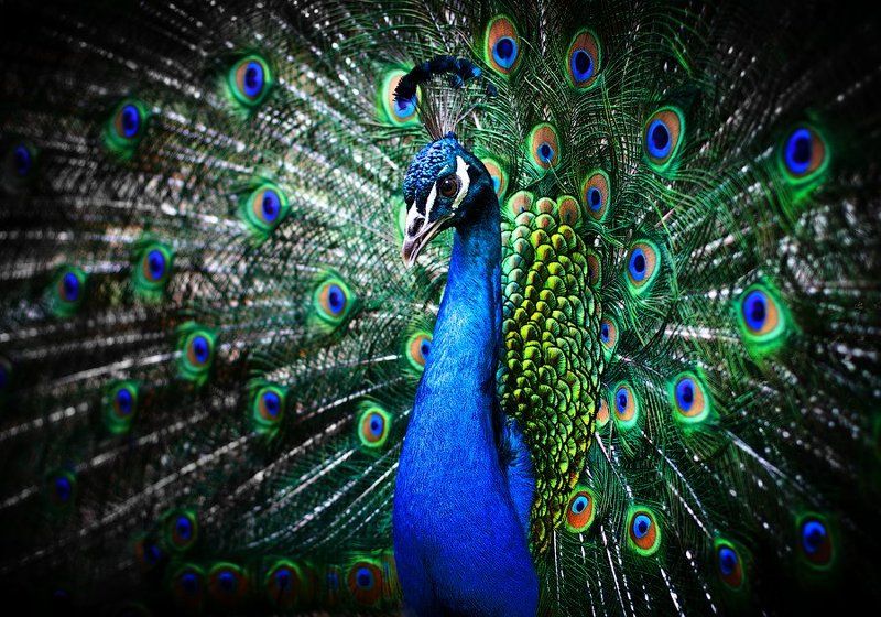 Павлинphoto preview