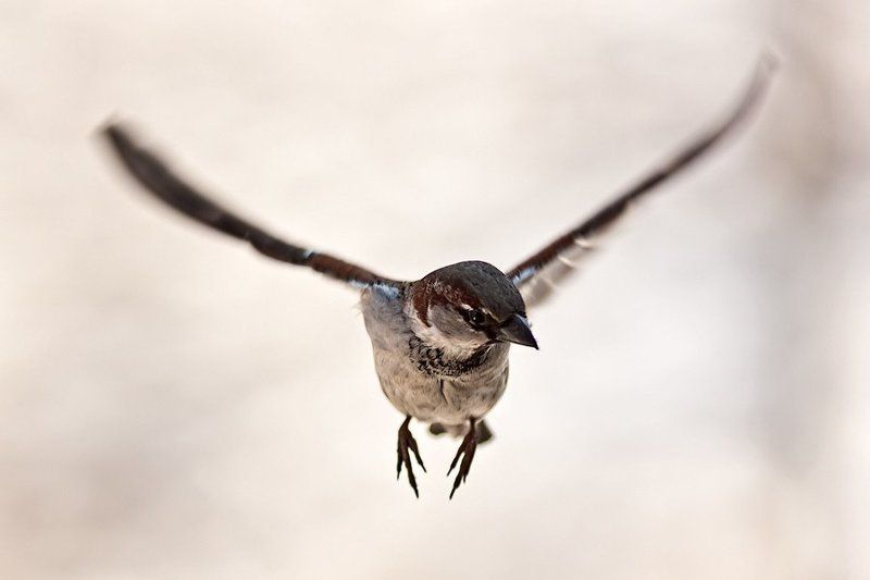 Воробьиphoto preview