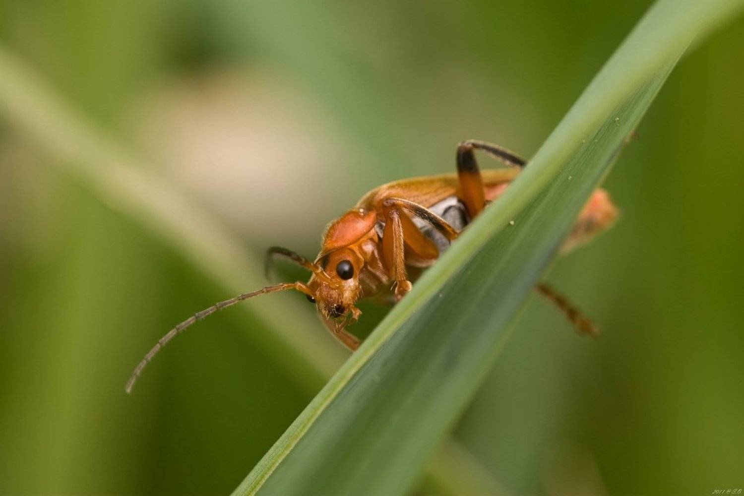Застенчивый. Автор: Eustignos Sergej мягкотелки, , , soldier, , , beetle, , , weichkaefer, , , cantharidae, Eustignos Sergej