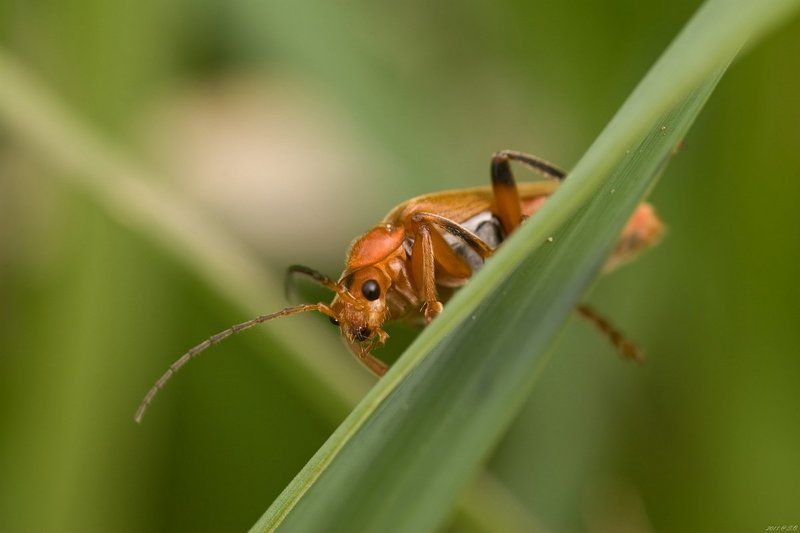 мягкотелки, , , soldier, , , beetle, , , weichkaefer, , , cantharidae Застенчивыйphoto preview
