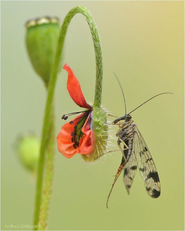 скорпионница, мак ***photo preview