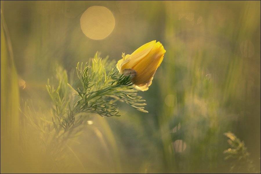 Первые лучи холодного утра. Автор: KIZILL , KIZILL