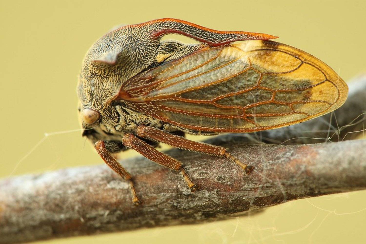 горбатка, Сергей Таланов