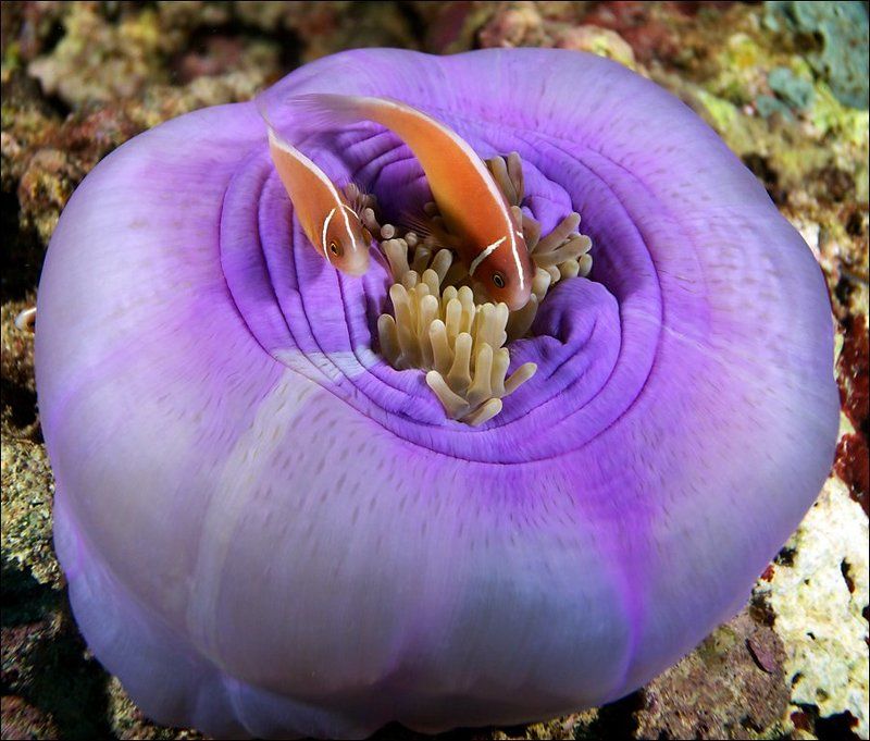 underwater, fish, small, anemone, clown Фиолетовый домphoto preview
