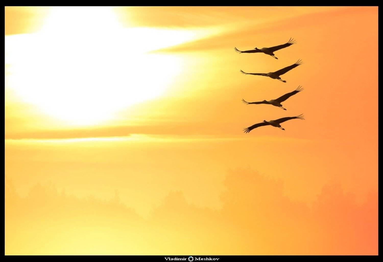 , &copy; =Vladimir Meshkov=