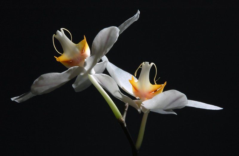 белый танецphoto preview