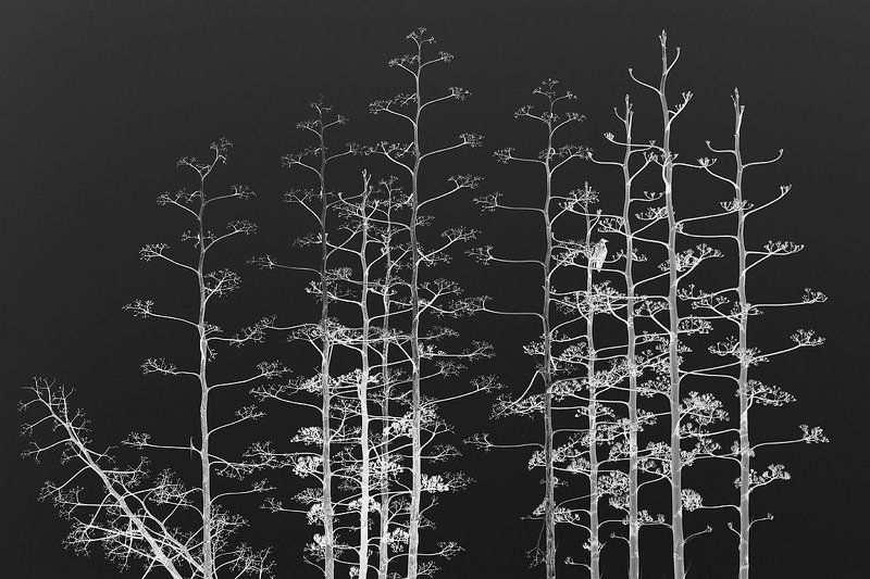 птитца, монохром, ворона Белая Ворона фото превью