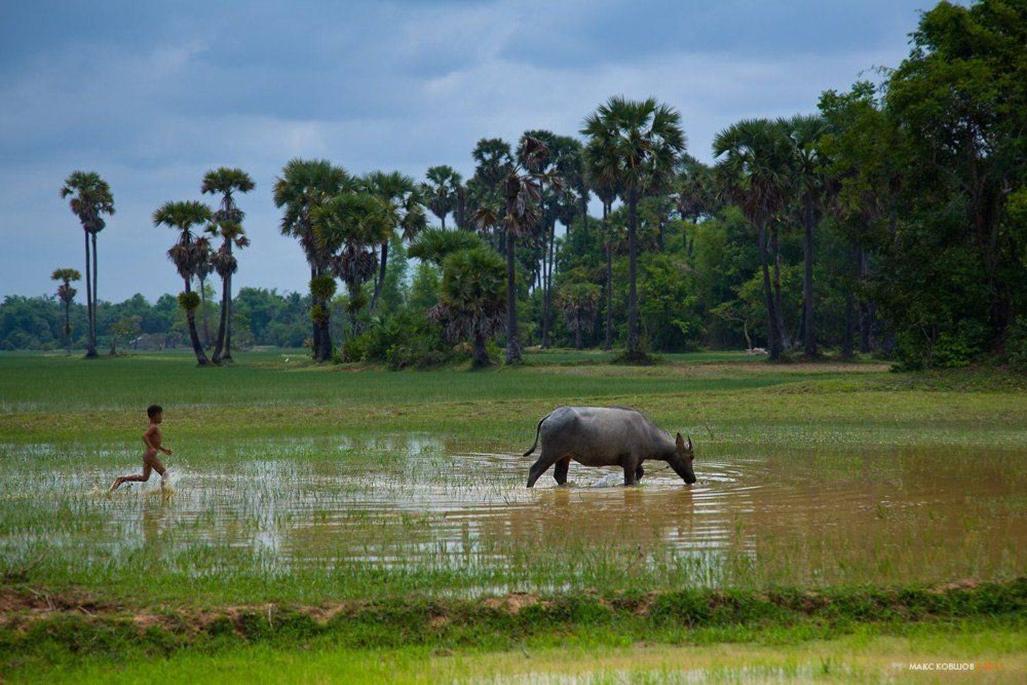 Камбоджийская пасторальная. Автор: Макс Ковшов камбоджа, рис, буйвол, мальчик, деревня, пастораль, Макс Ковшов