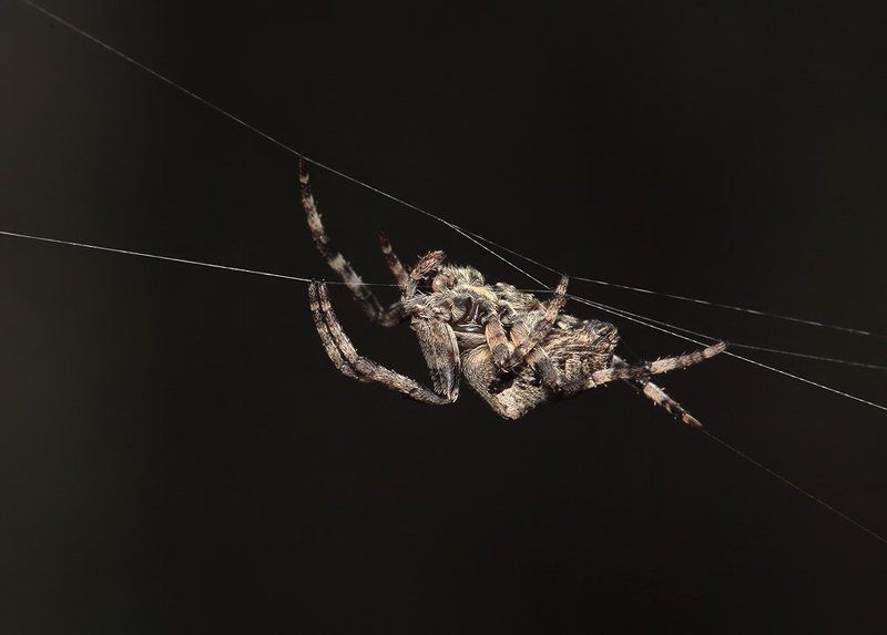 весна, паук, паутина — Эх… Шакал я паршивый. …Вот, на шухере сижу… фото превью