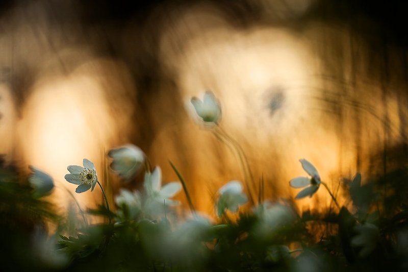 ветреничка дубравная, весна, цвет Отцветаяphoto preview