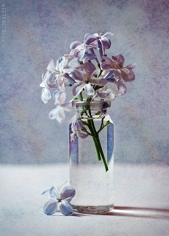 Penicillin фото превью