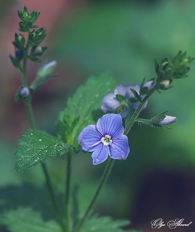 цветы вероникаphoto preview