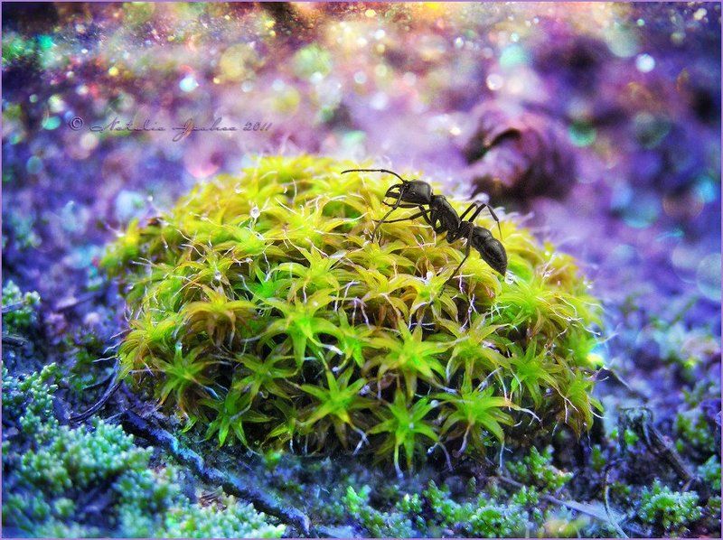 drop, water, air, капля, вода, воздух, natalia, jeshoa, art-macro, арт-макро Там, на неведомых дорожкахphoto preview