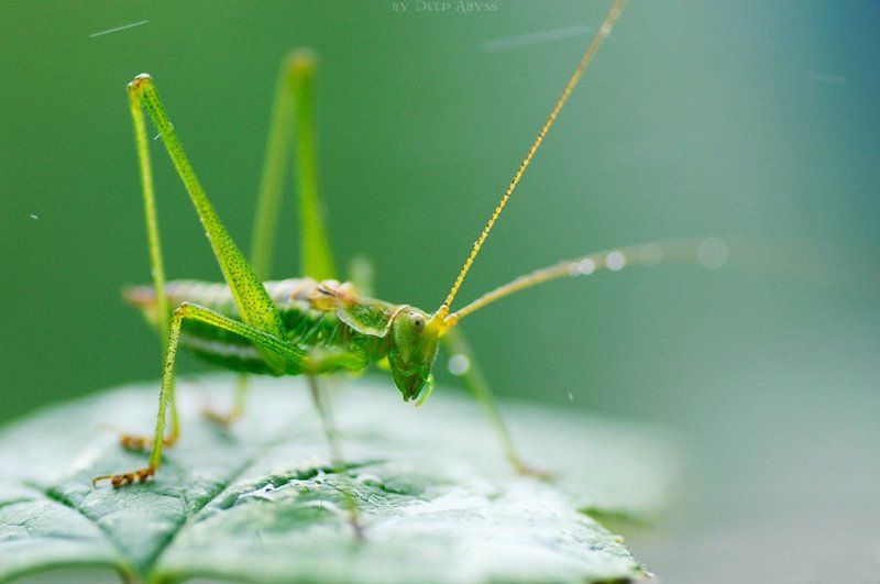 кузнечик, саранча, зелень, макро, природа, насекомое Под дождёмphoto preview