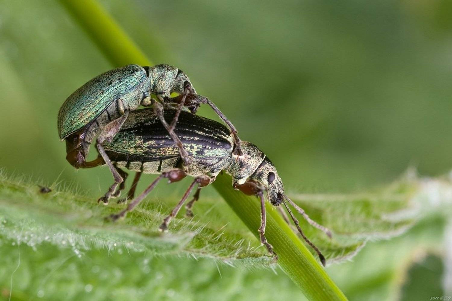 долгоносик, ruesselkaefer, curculionidae, weevil, Eustignos Sergej