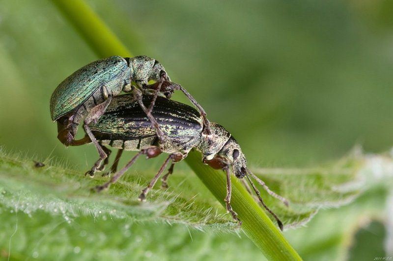 долгоносик, ruesselkaefer, curculionidae, weevil Узы любви IIphoto preview