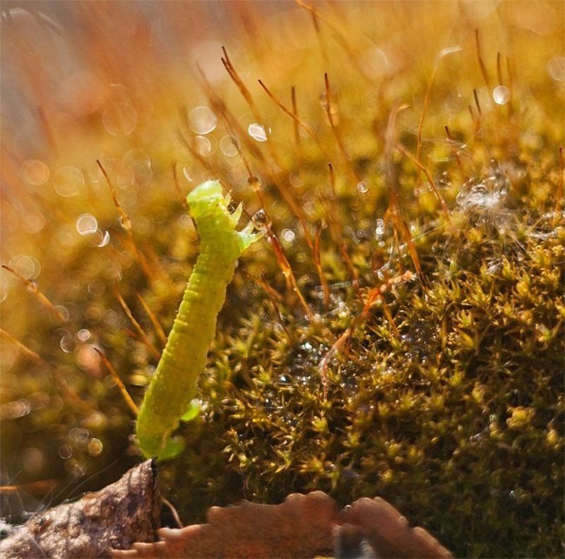 Сбор водыphoto preview