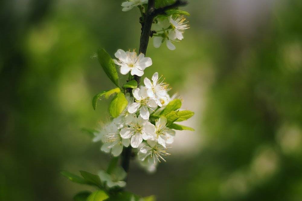 ***. Автор: Мария Мальгина , Мария Мальгина