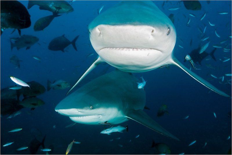 bull, shark, fiji Бычьи акулы острова Фиджи#2photo preview